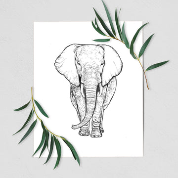 Loxodonta africana - African Elephant - Fine Art Print