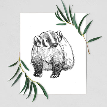 American Badger - Taxidea taxus - Fine Art Print