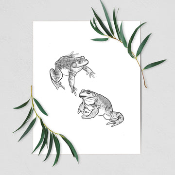 American Bullfrogs - Lithobates catesbeianus - Fine Art Print