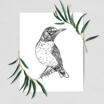 American Robin - Turdus migratorius - Fine Art Print