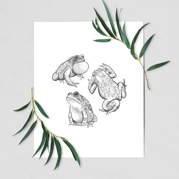 American Toads - Anaxyrus americanus - Fine Art Print