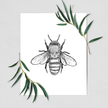 Apis Mellifera - Honey Bee - Fine Art Print