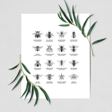 Bee Chart - Bees in North America - Fine Art Print
