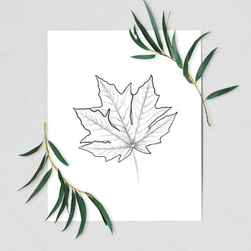 Bigleaf Maple - Acer macrophyllum - Fine Art Print