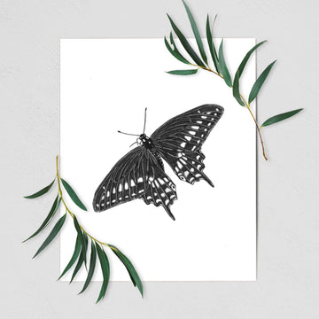 Black Swallowtail Butterfly - Papilio polyxenes - Fine Art Print