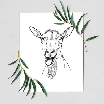 Bleating Goat - Fine Art Print