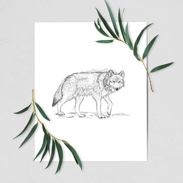 Roaming Grey Wolf - Canis lupus - Fine Art Print