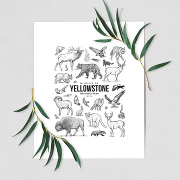 Wildlife of Yellowstone National Park - Fine Art Print