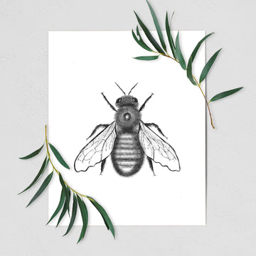 Xylocopa Virginica - Carpenter Bee - Fine Art Print