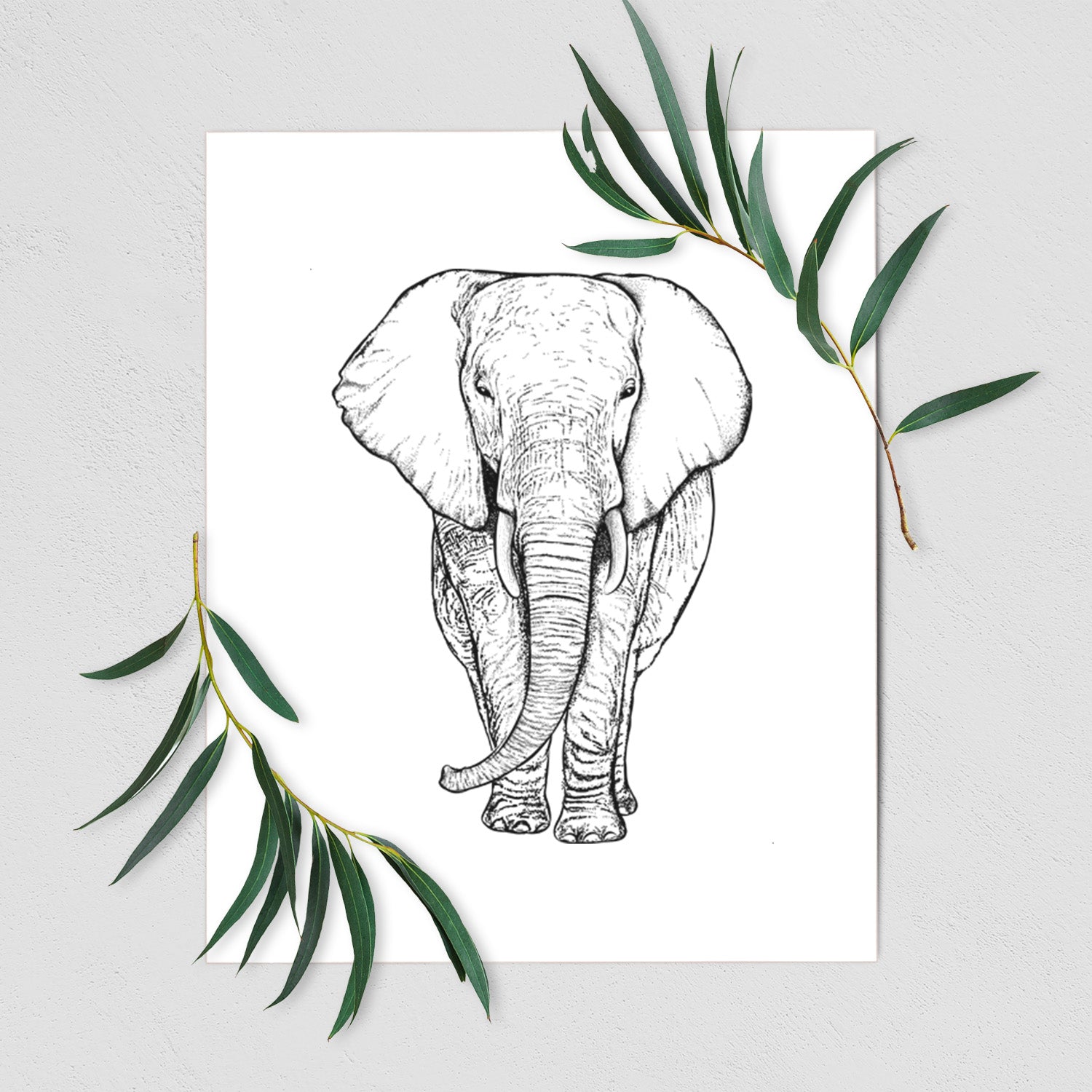 Loxodonta africana - African Elephant - Fine Art Print