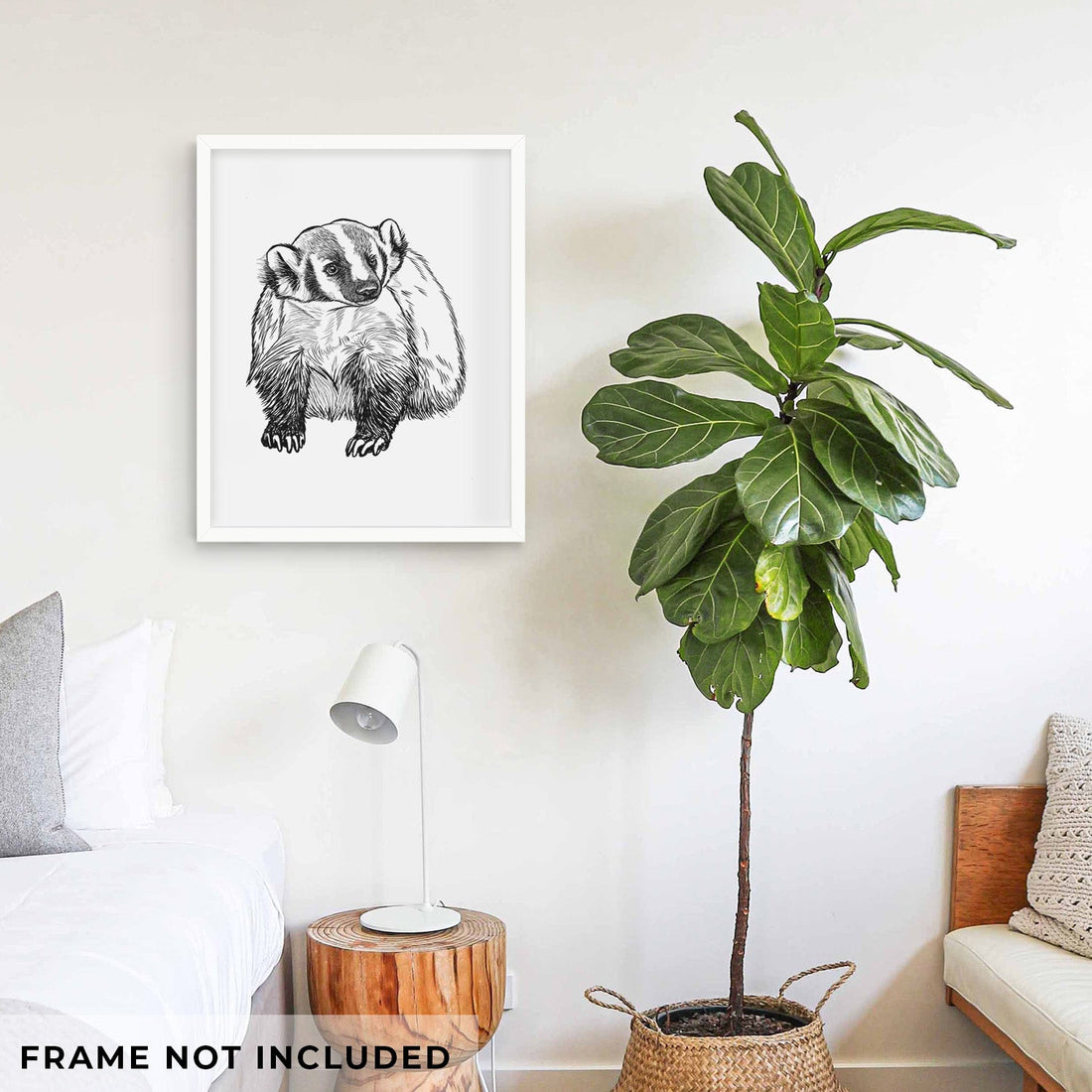 American Badger - Taxidea taxus - Fine Art Print