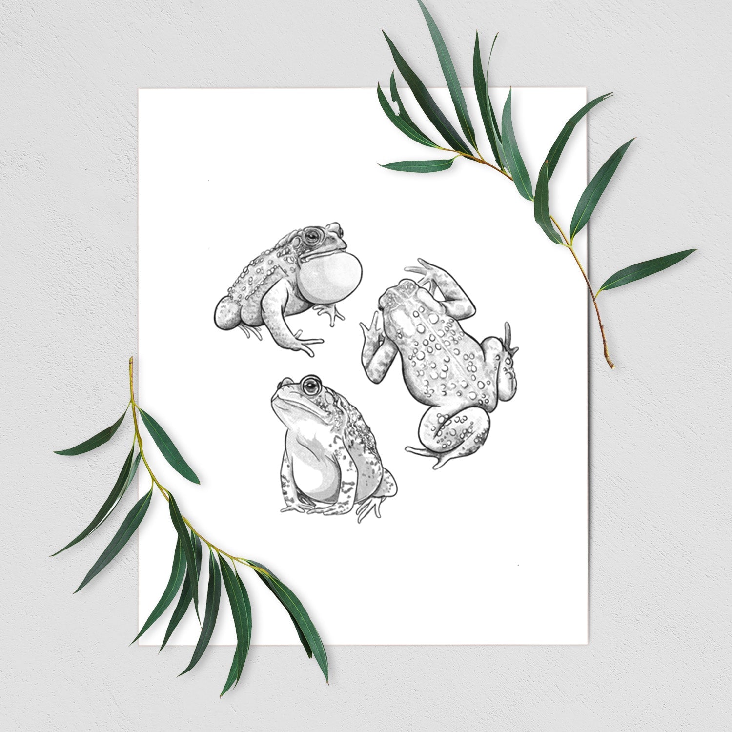American Toads - Anaxyrus americanus - Fine Art Print