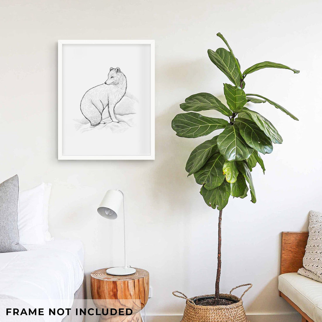 Arctic Fox - Vulpes lagopus - Fine Art Print