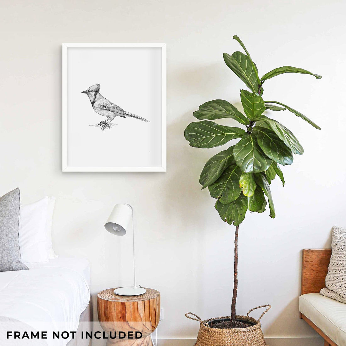 Blue Jay - Cyanocitta cristata - Fine Art Print