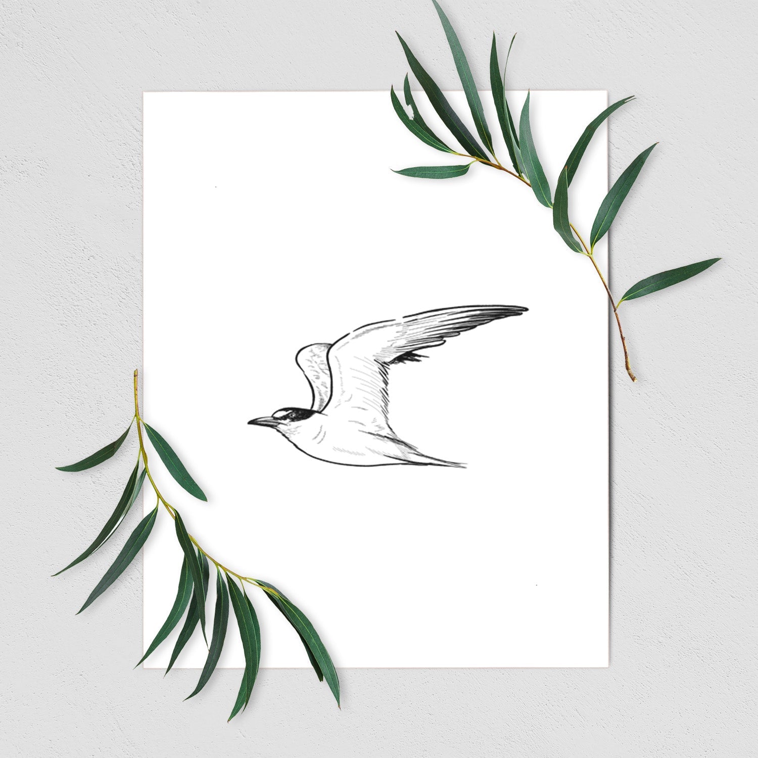 California Least Tern - Sterna antillarum browni - Fine Art Print