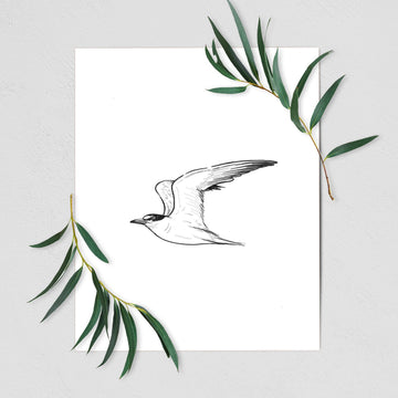 California Least Tern - Sterna antillarum browni - Fine Art Print